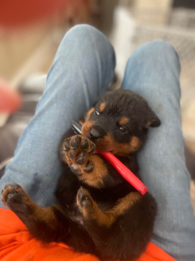 Rottweiler Puppies media 2