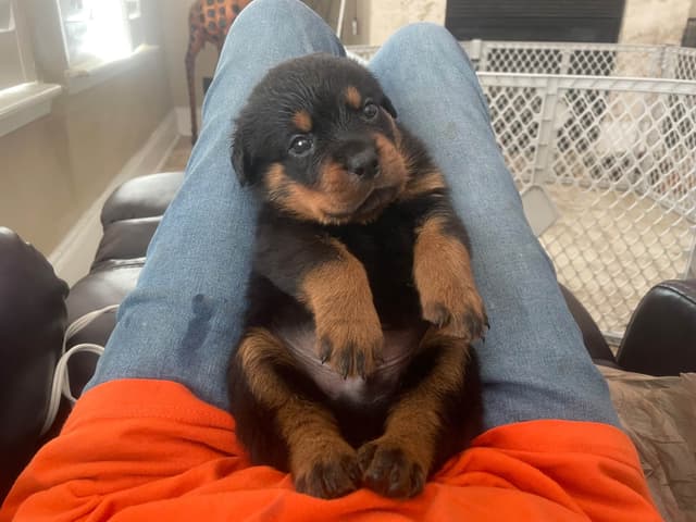 Rottweiler Puppies media 3