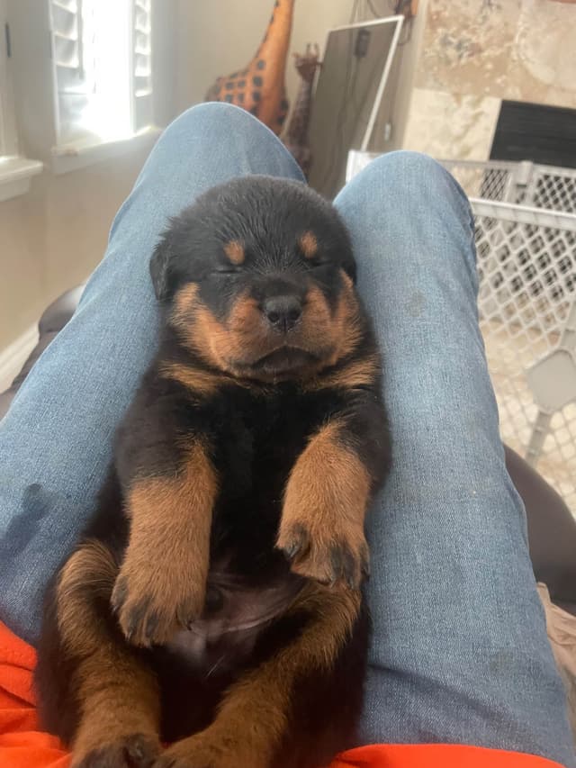 Rottweiler Puppies media 6