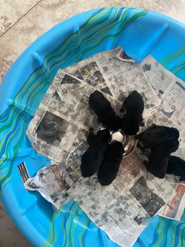 Rottweiler Puppies media 7