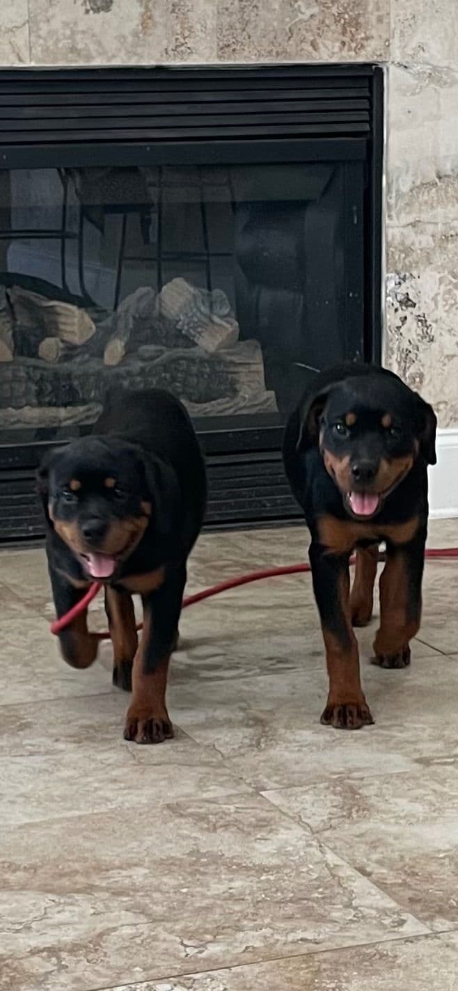 Rottweiler Puppies breeder image 5