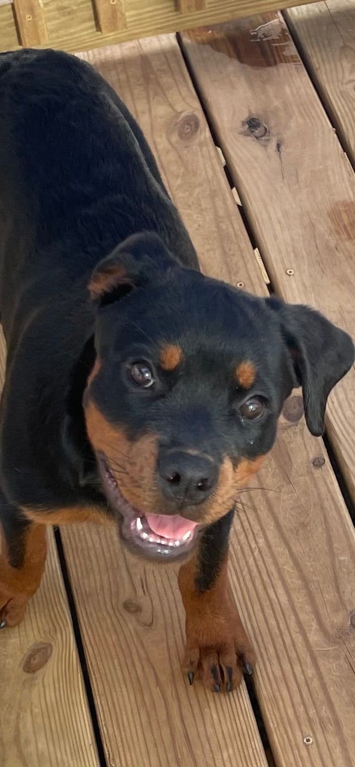 Rottweiler Puppies breeder image 6