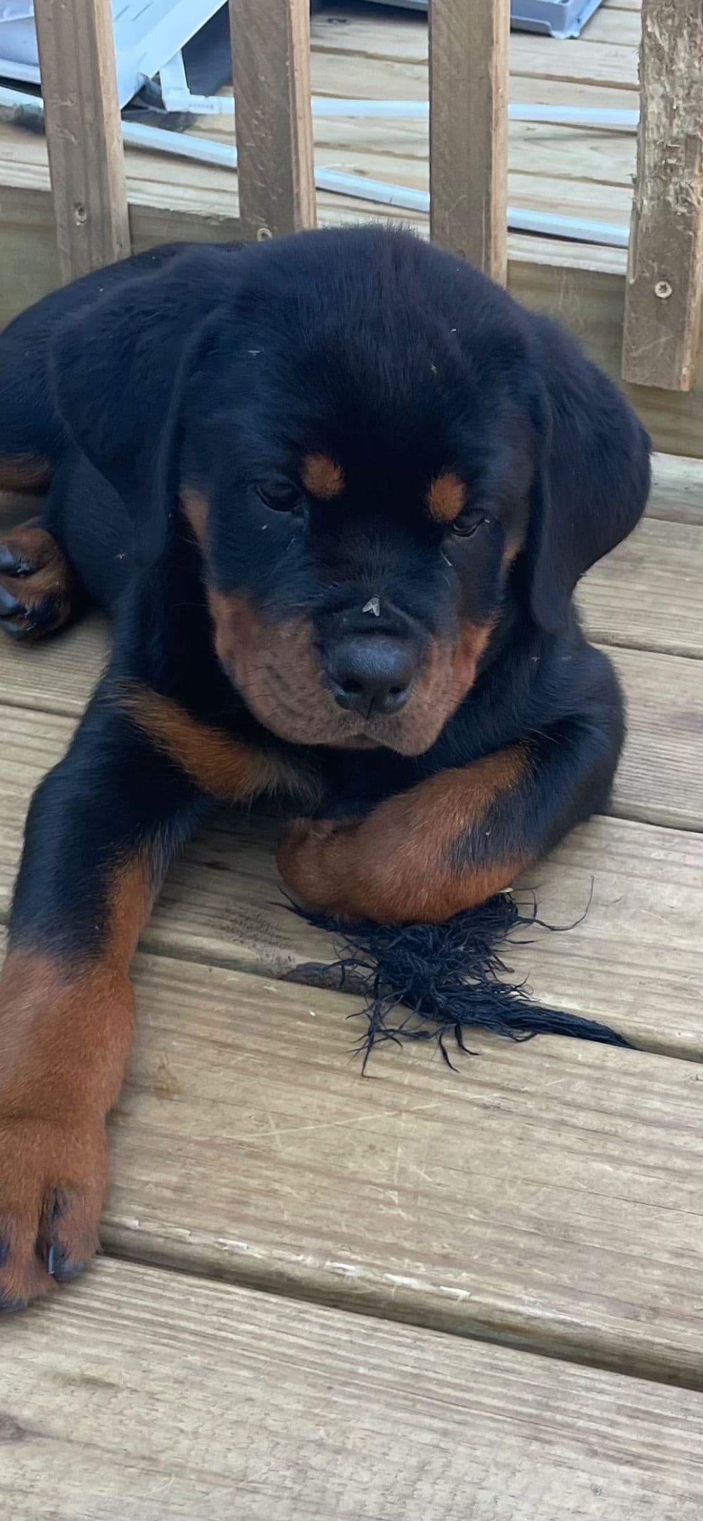 Rottweiler Puppies breeder image 7