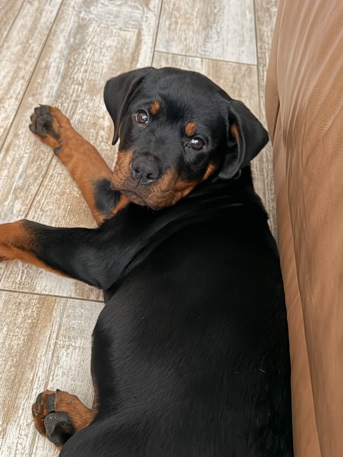 Rottweiler Puppies breeder image 8
