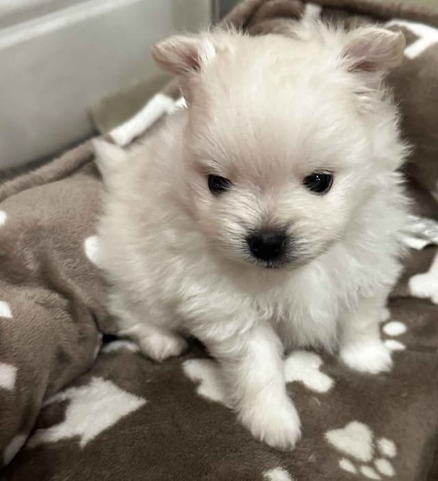 White Pomeranian Puppies media 2