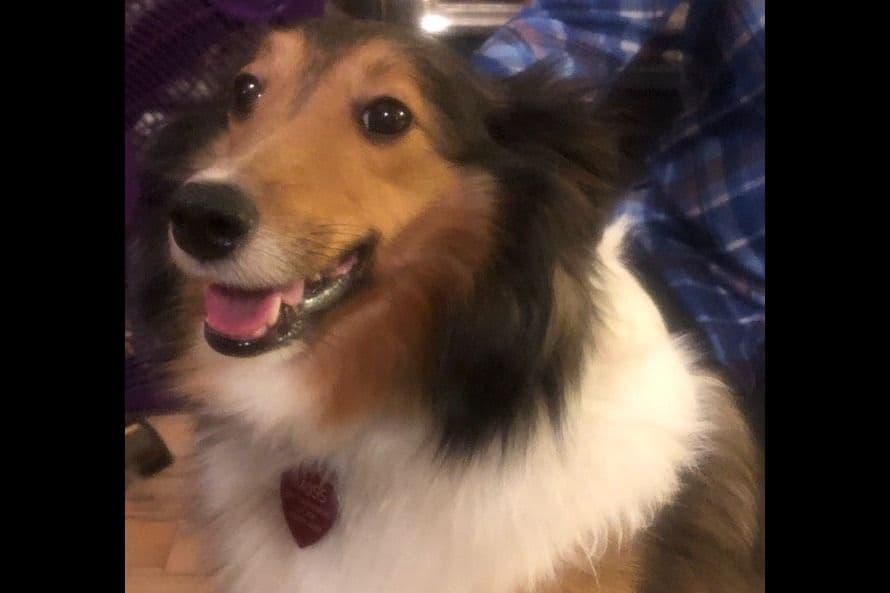 Shetland Sheepdog Puppies! Two females, one male available July 26th breeder image 1