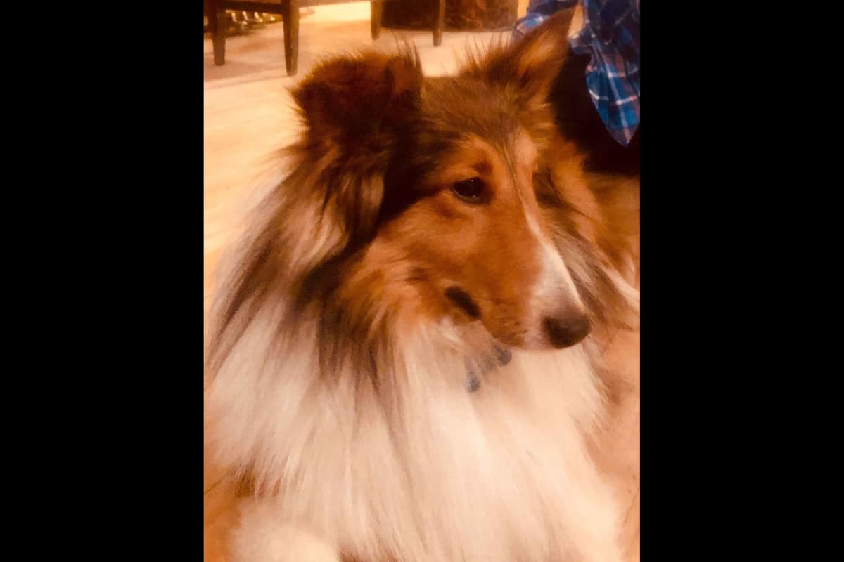 Shetland Sheepdog Puppies! Two females, one male available July 26th breeder image 2
