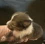 Shetland Sheepdog Puppies! Two females, one male available July 26th media 8