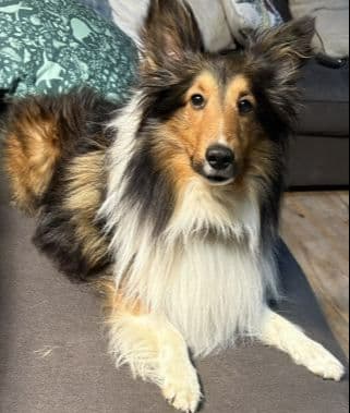 Shetland Sheepdog Puppies! Two females, one male available July 26th media 3