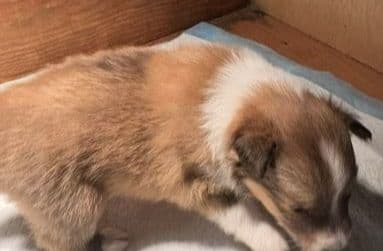 Shetland Sheepdog Puppies! Two females, one male available July 26th media 4