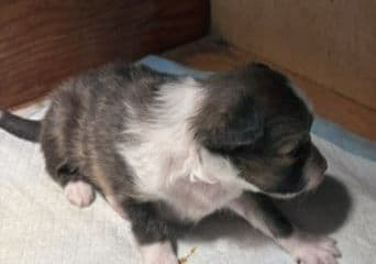 Shetland Sheepdog Puppies! Two females, one male available July 26th media 5