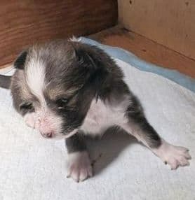 Shetland Sheepdog Puppies! Two females, one male available July 26th media 6