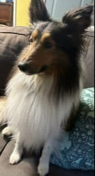 Shetland Sheepdog Puppies! Two females, one male available July 26th media 7