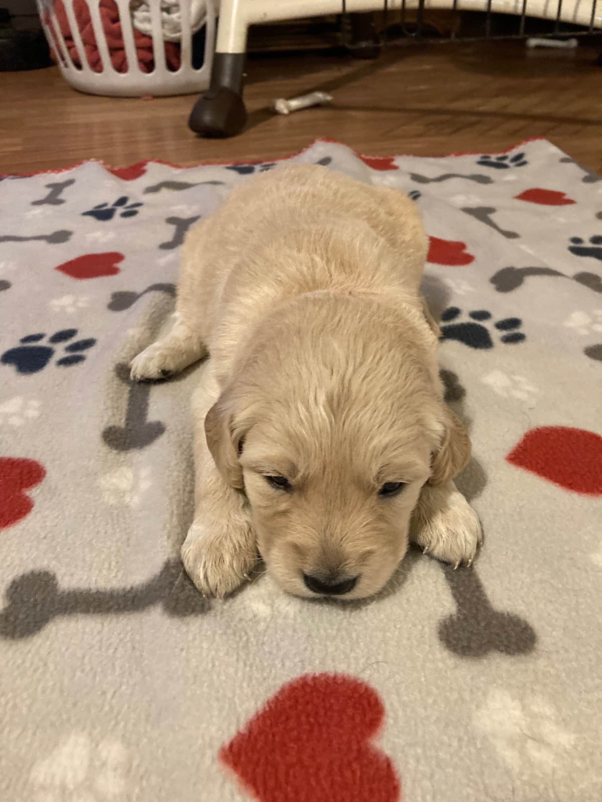 Golden Retriever Puppies breeder image 1