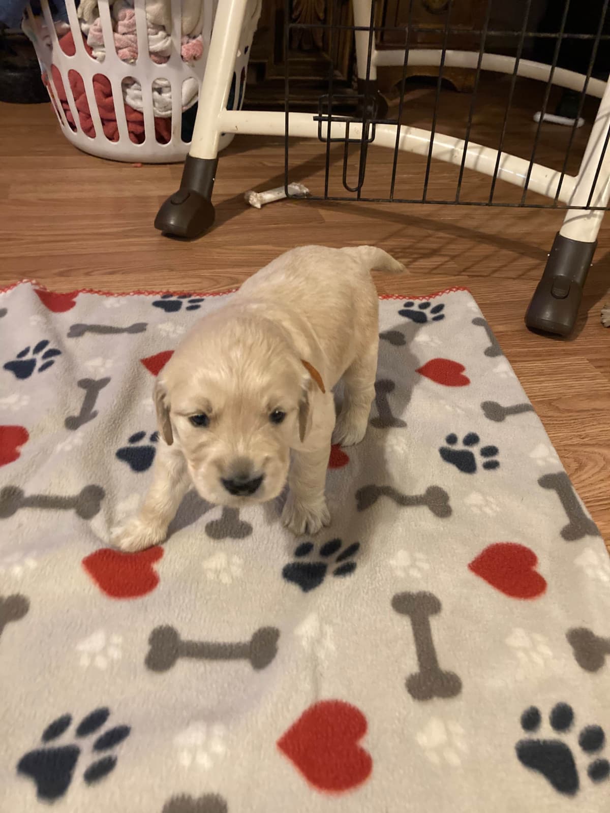 Golden Retriever Puppies breeder image 2