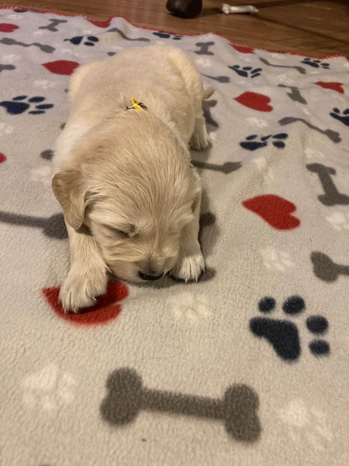 Golden Retriever Puppies breeder image 3