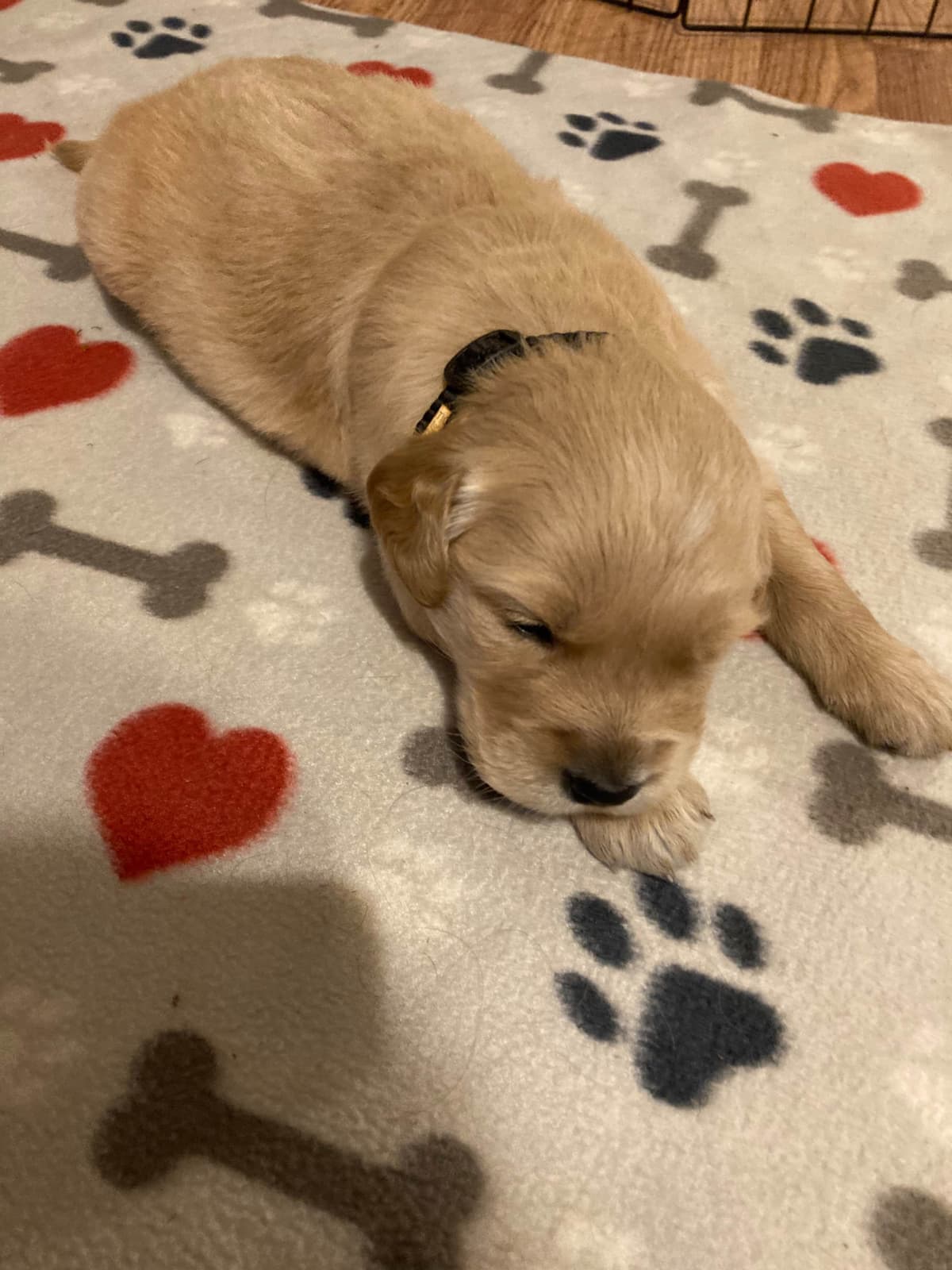Golden Retriever Puppies breeder image 4