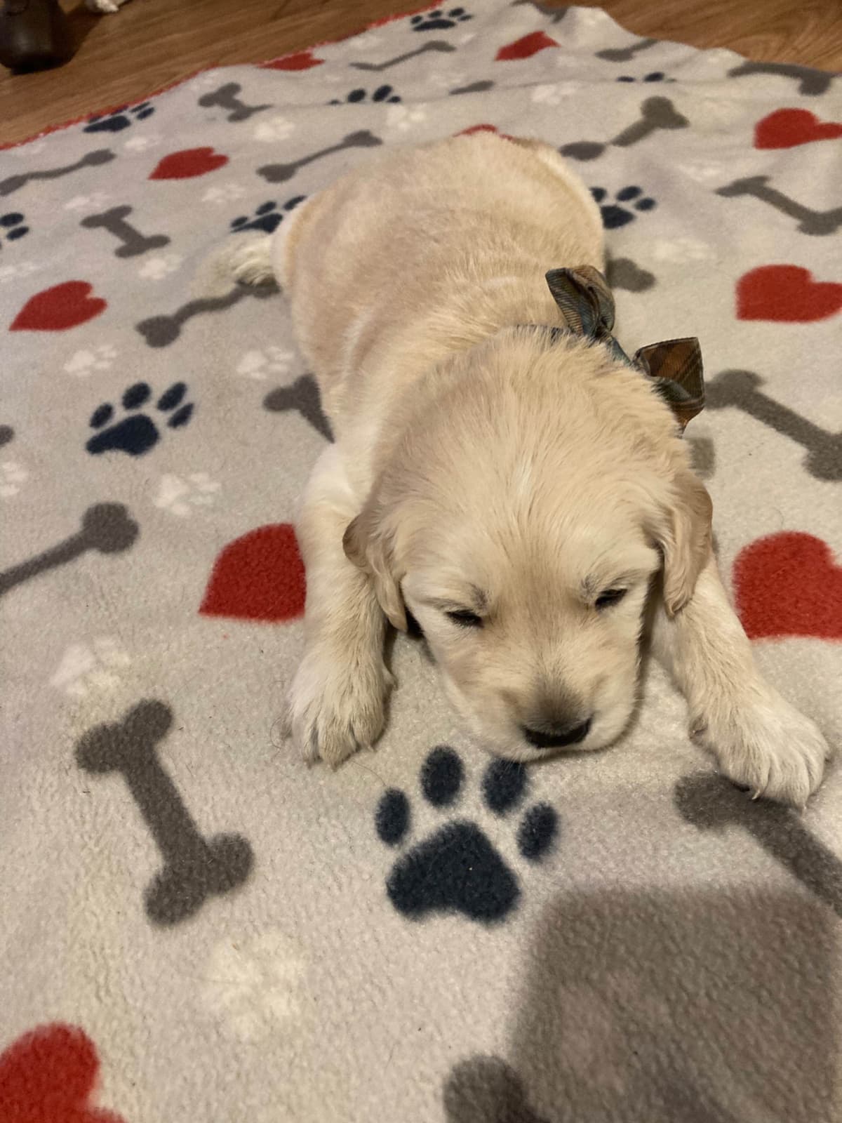 Golden Retriever Puppies breeder image 5