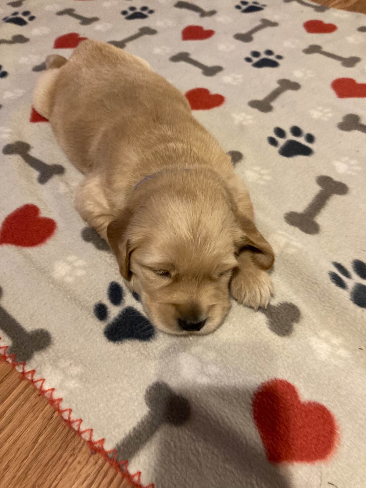 Golden Retriever Puppies breeder image 6