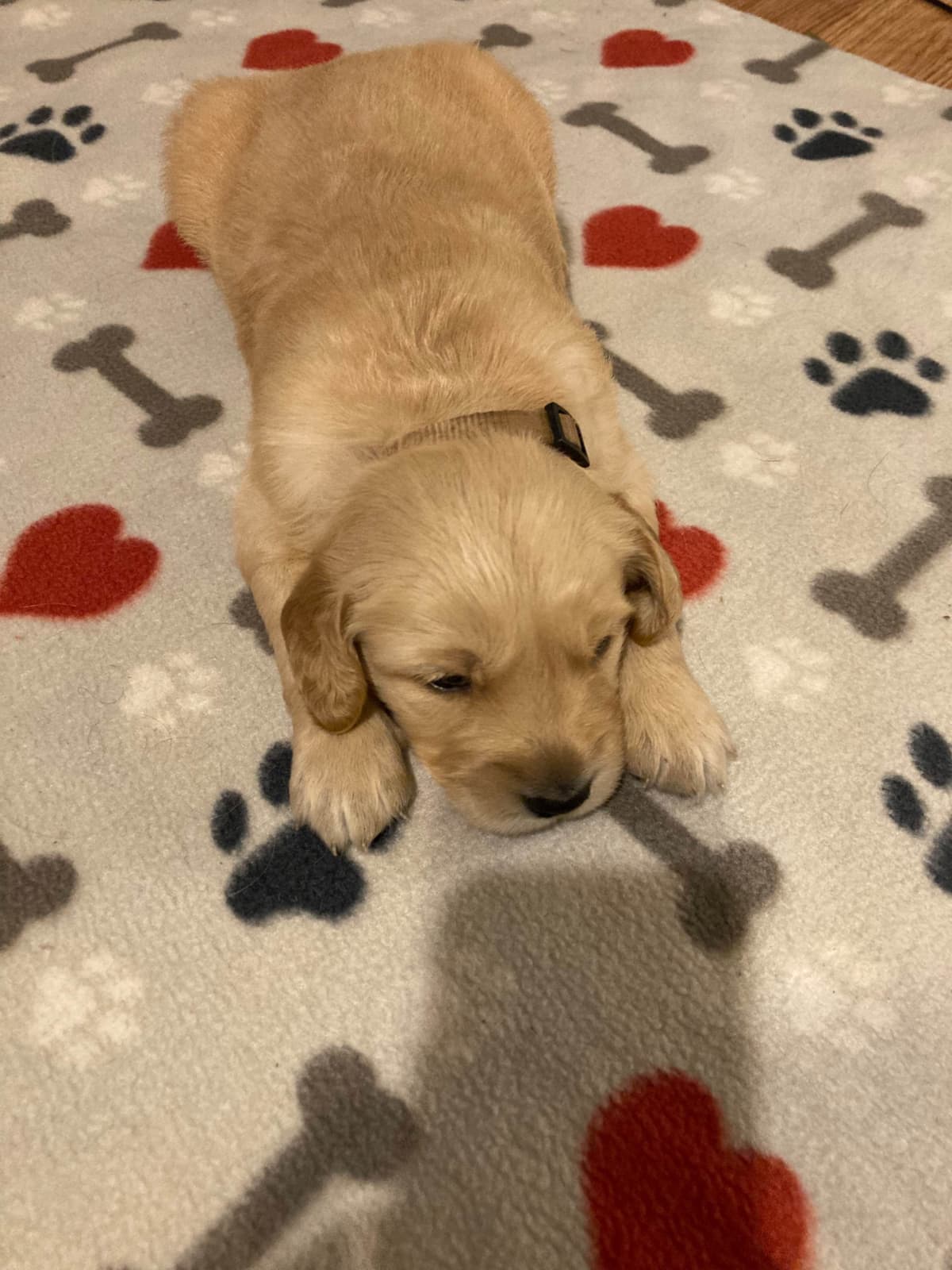 Golden Retriever Puppies breeder image 7