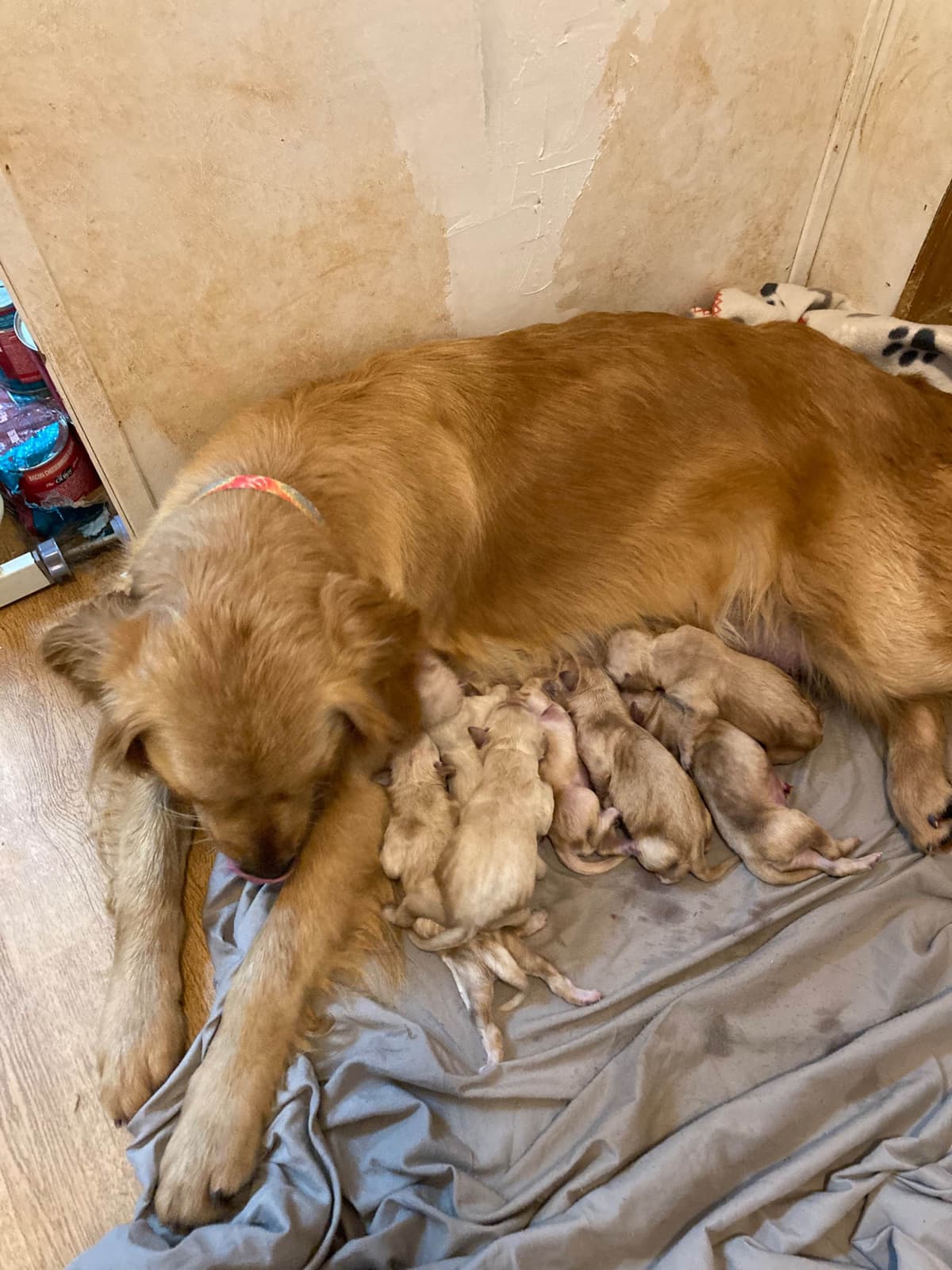 Golden Retriever Puppies breeder image 8