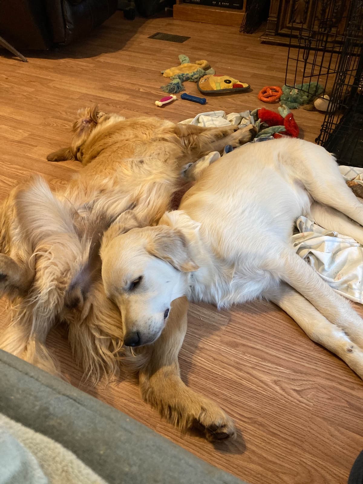 Golden Retriever Puppies breeder image 9