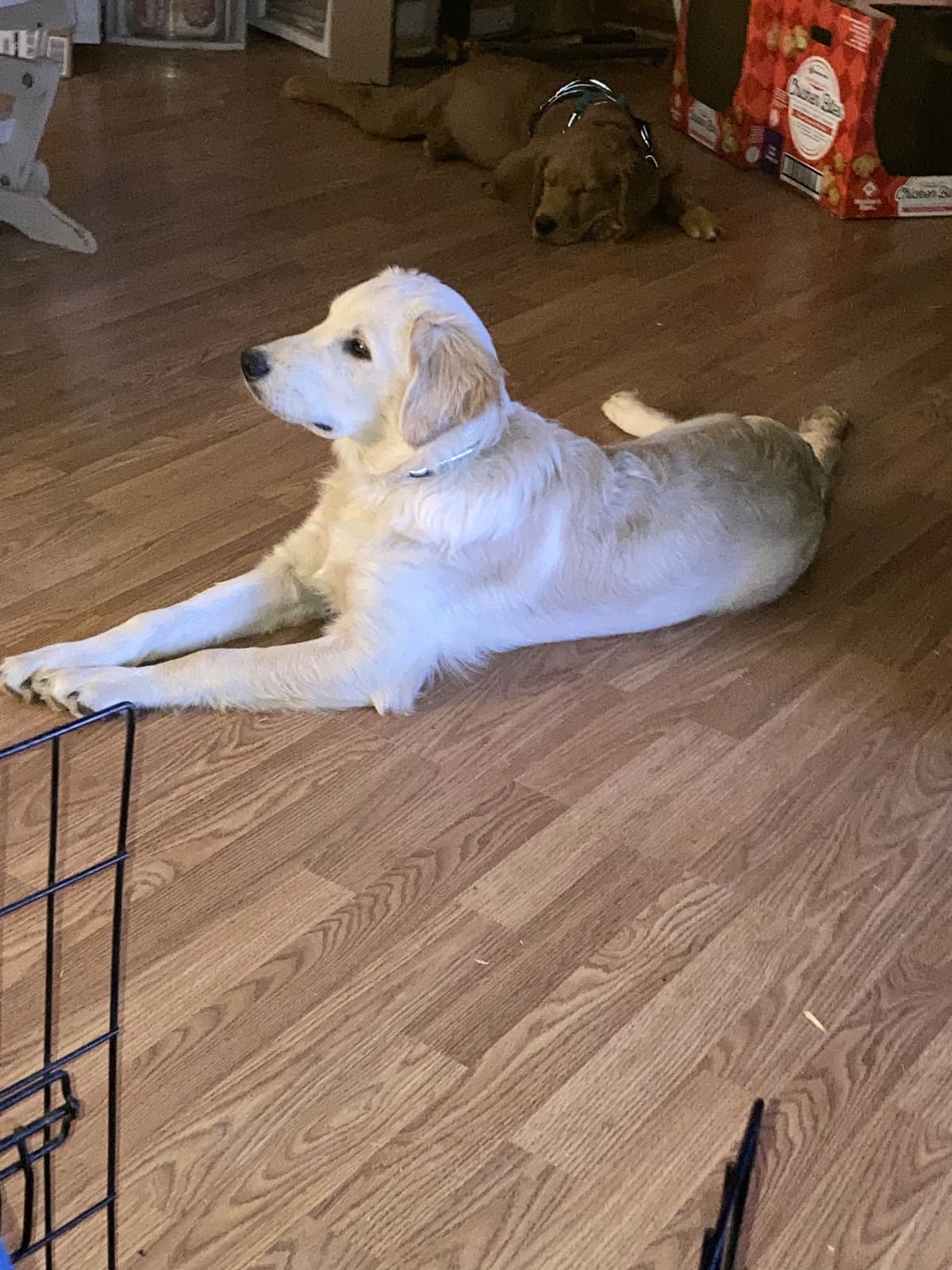 Golden Retriever Puppies breeder image 10