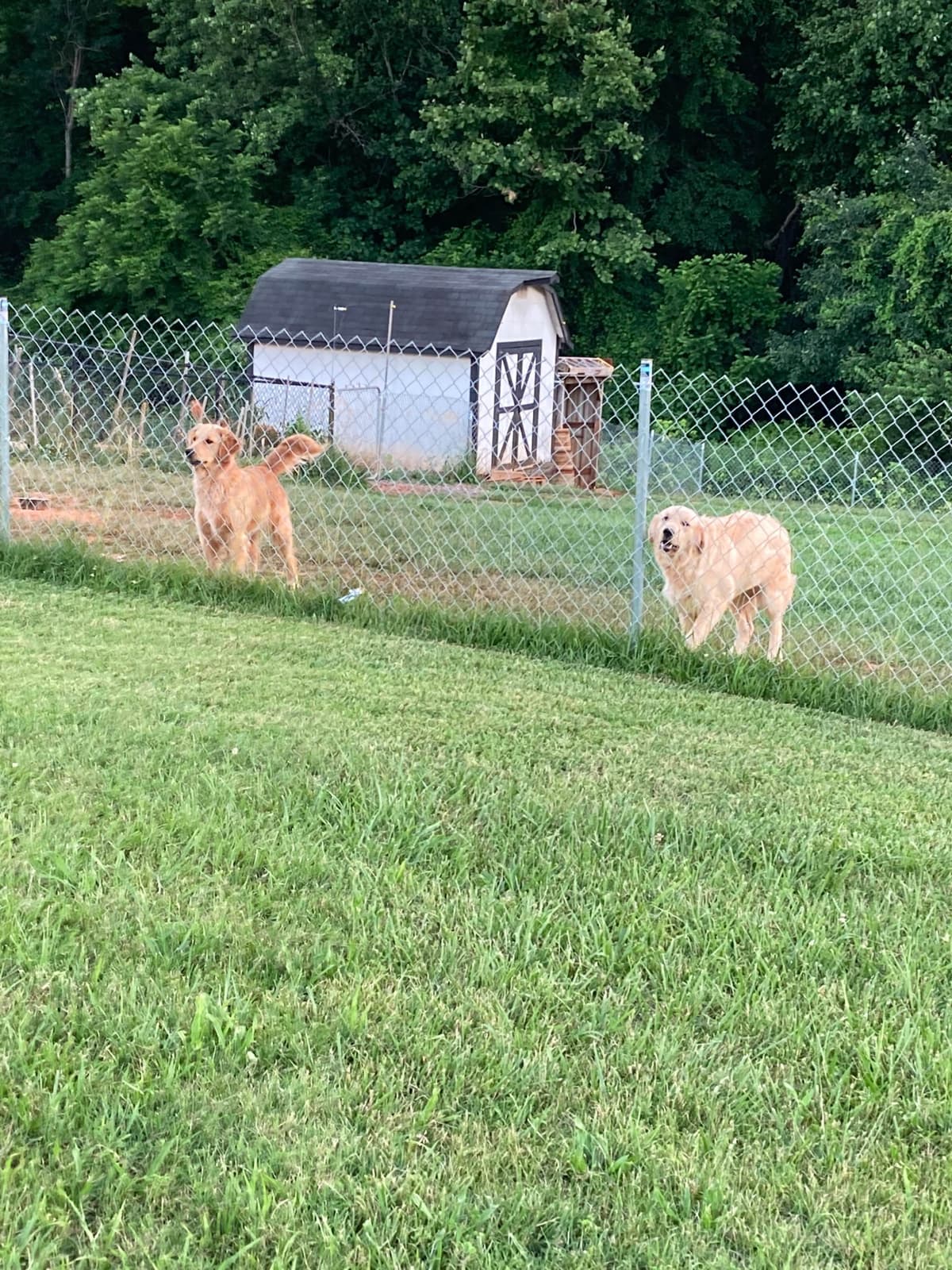 Golden Retriever Puppies breeder image 11