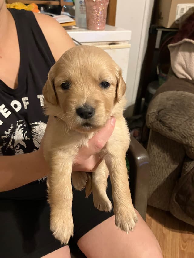 Golden Retriever Puppies media 4