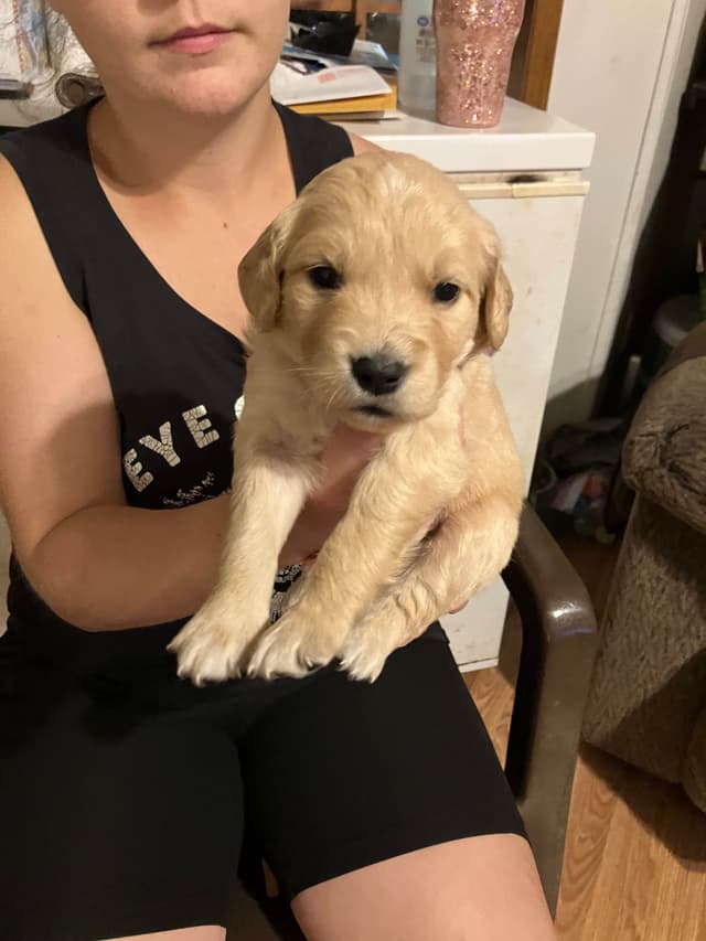 Golden Retriever Puppies media 3