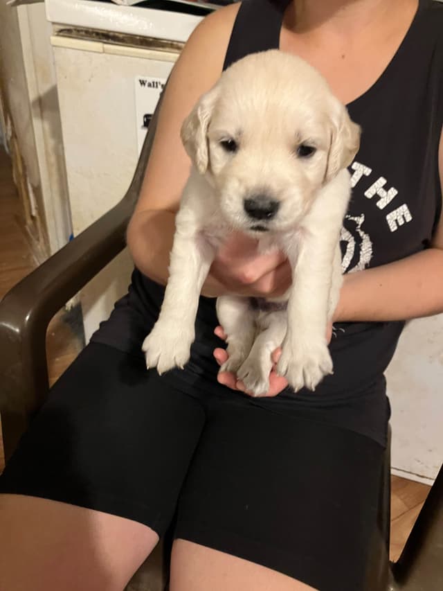 Golden Retriever Puppies media 9