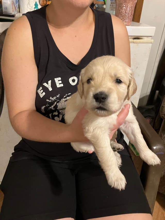 Golden Retriever Puppies media 5