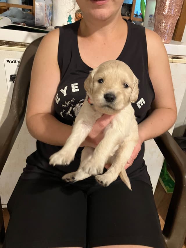 Golden Retriever Puppies media 8