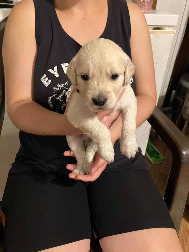 Golden Retriever Puppies media 7