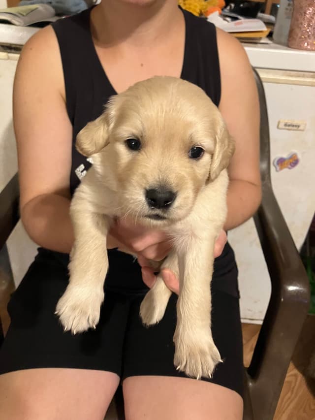 Golden Retriever Puppies media 10