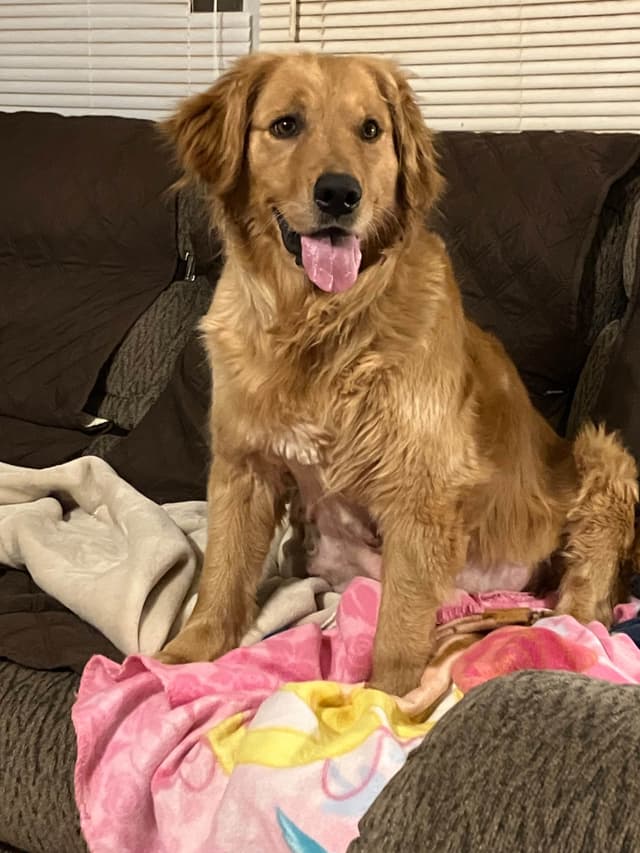 Golden Retriever Puppies media 11