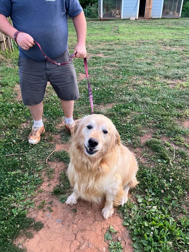 Golden Retriever Puppies media 12