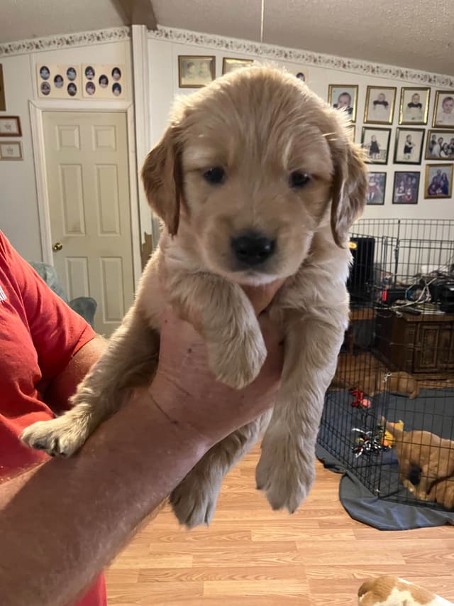 Golden Retriever Puppies media 13