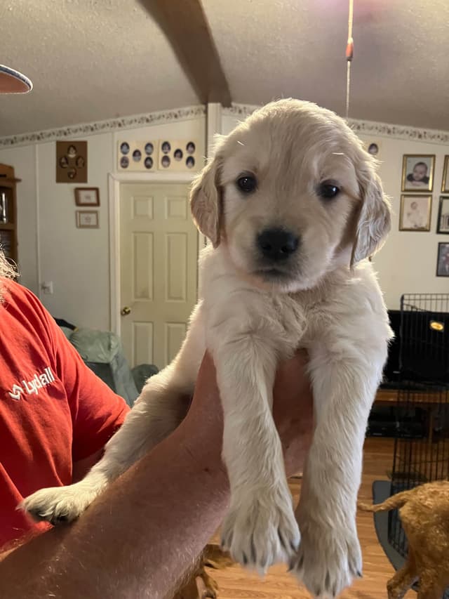 Golden Retriever Puppies media 14