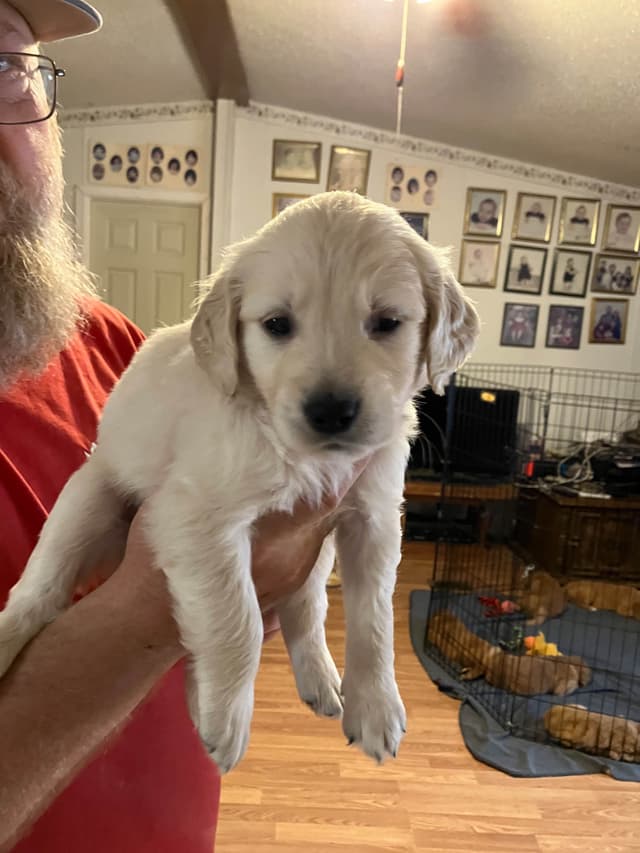 Golden Retriever Puppies media 15