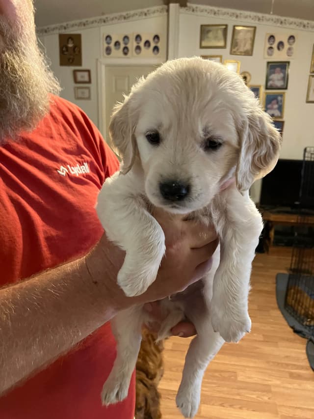 Golden Retriever Puppies media 16