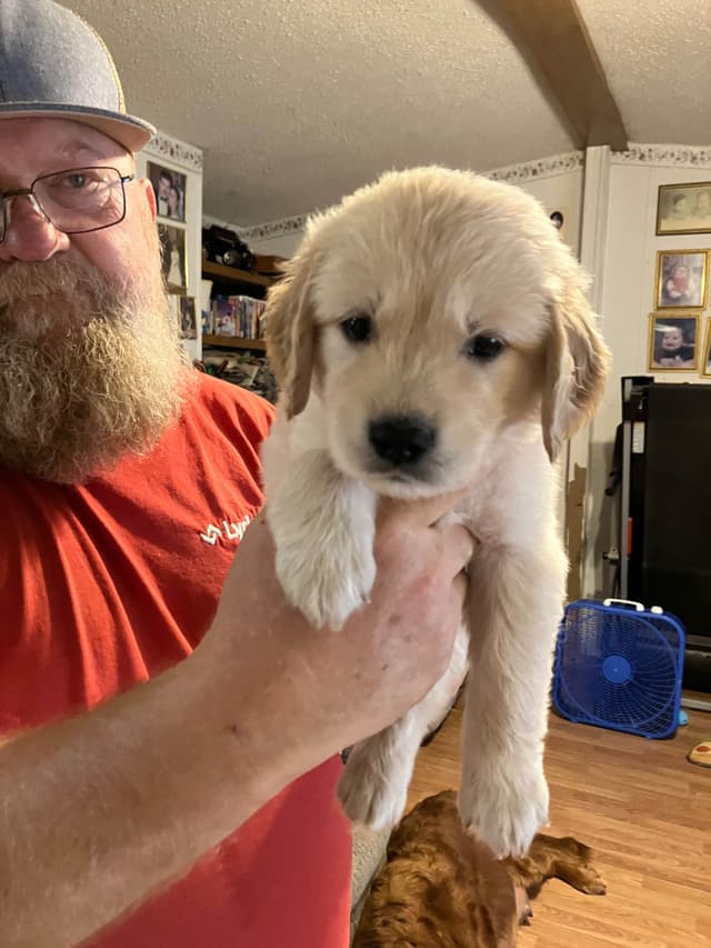 Golden Retriever Puppies media 18
