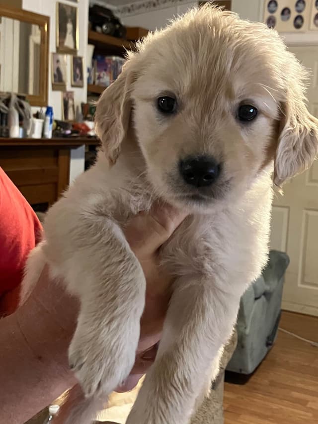 Golden Retriever Puppies media 17