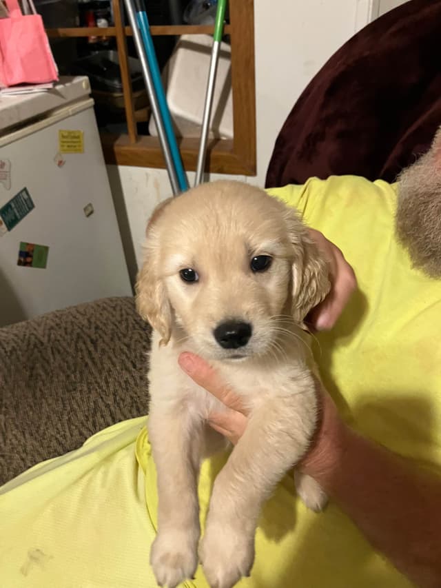 Golden Retriever Puppies media 19