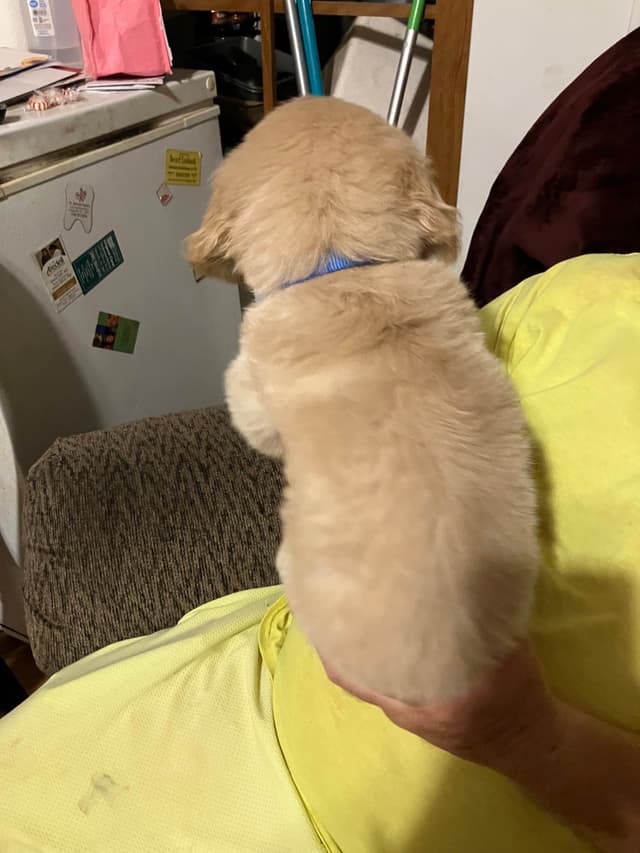 Golden Retriever Puppies media 20