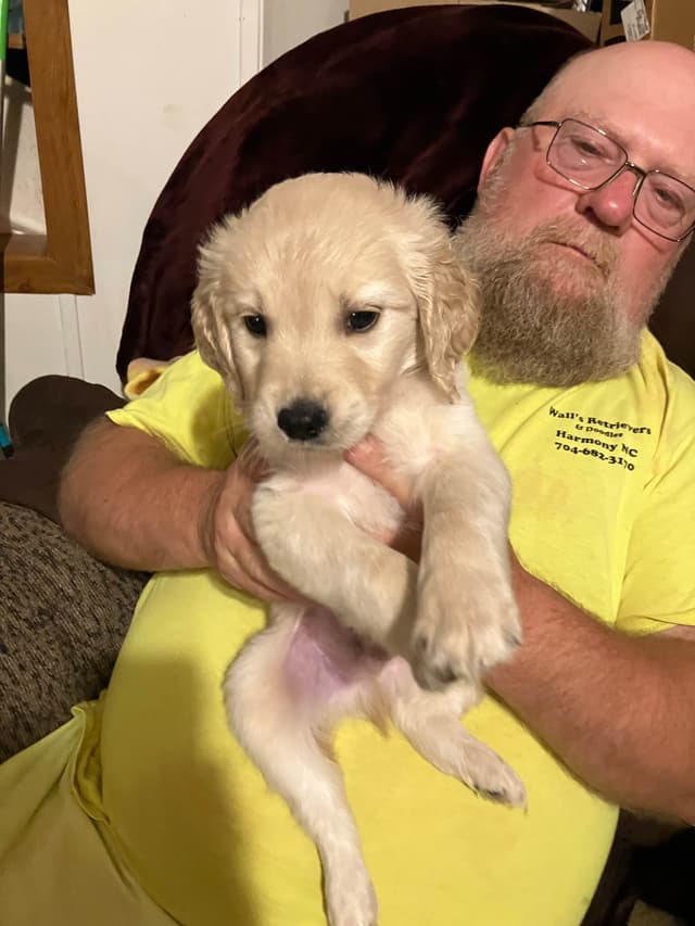 Golden Retriever Puppies media 21