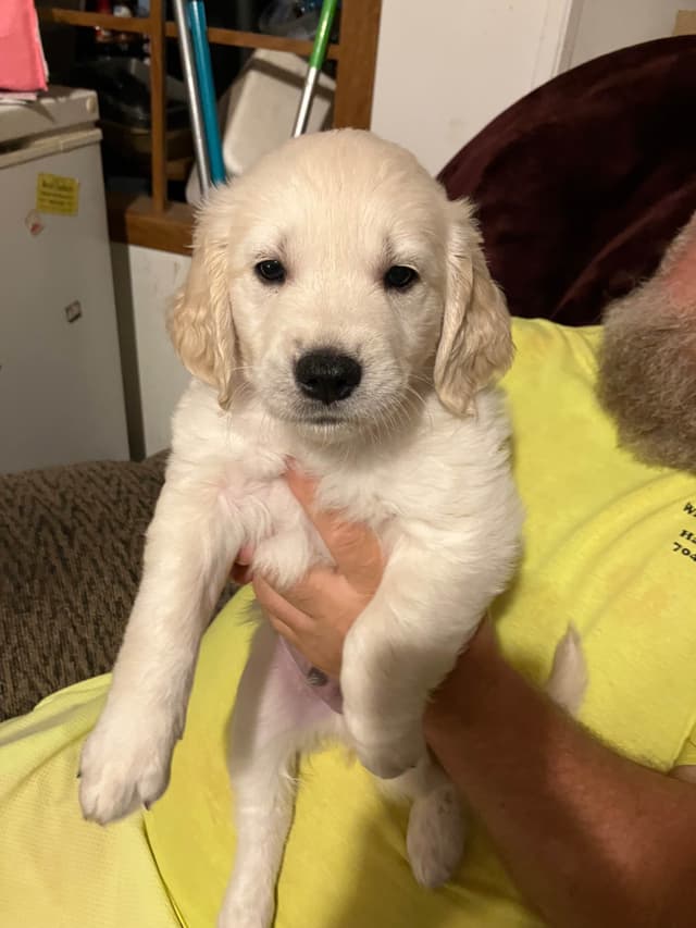 Golden Retriever Puppies media 24