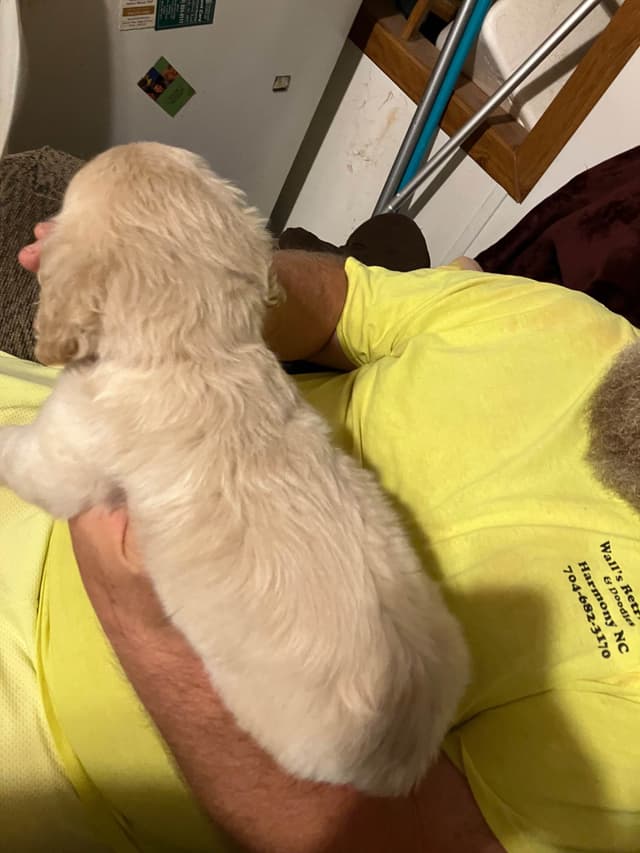 Golden Retriever Puppies media 25