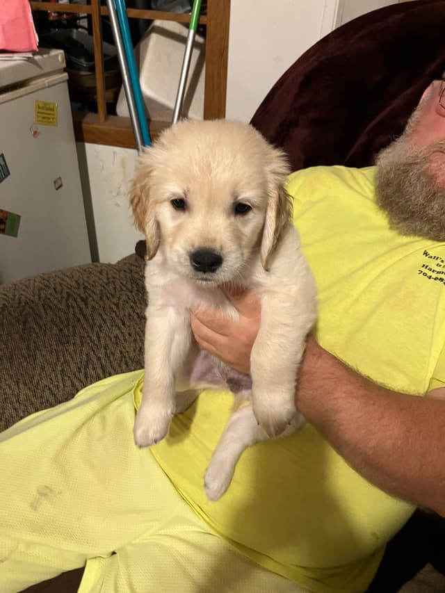 Golden Retriever Puppies media 23