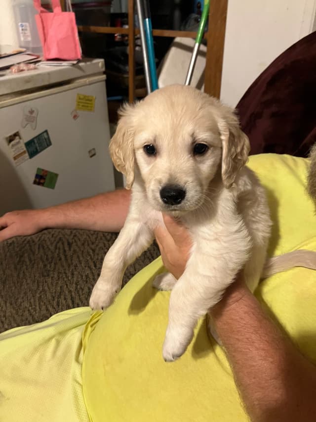 Golden Retriever Puppies media 27